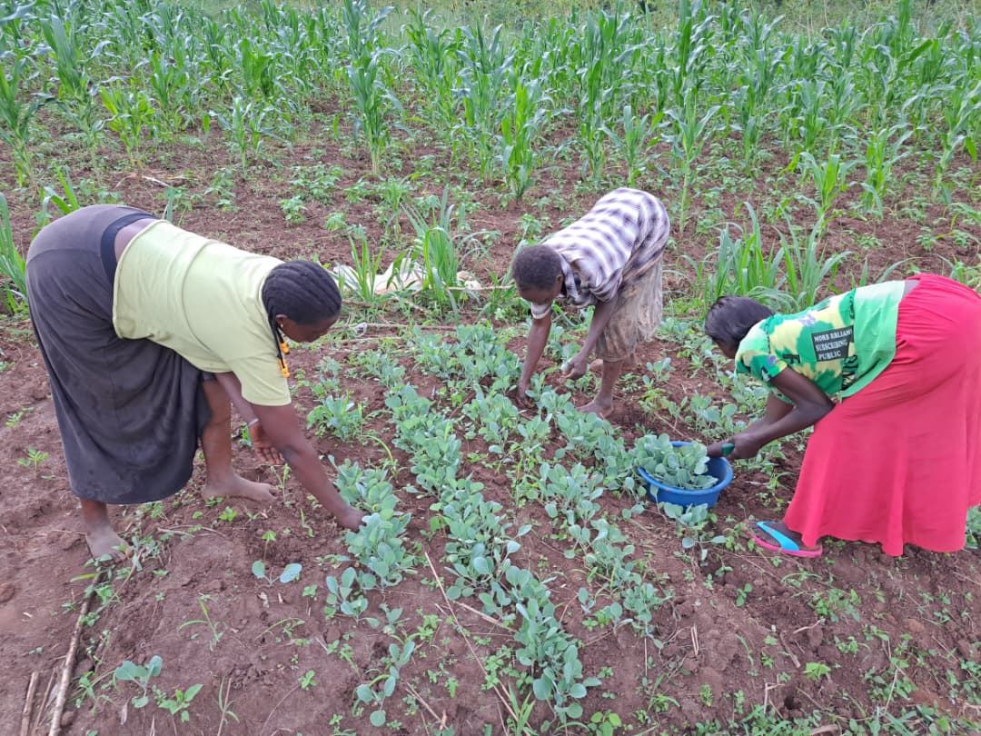 Social Seed Uganda